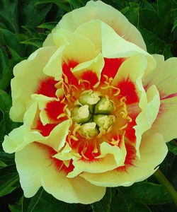 Півонія Border Charm