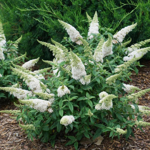 Буддлея Давида White Profusion, (Р9)