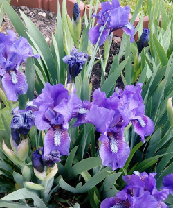 Ірис Bunbury Ruffles