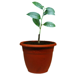 Мандарин Клементин