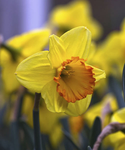 Нарцисс Бригт Евель (Bright Jewel)