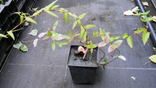 Жимолость вечнозелёная (лиана) (Р9)