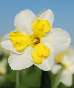 Нарцисс Lemon Strike