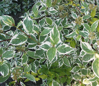 Дерен белый Сибирика (Sibirica)