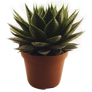 Алоэ Замбези