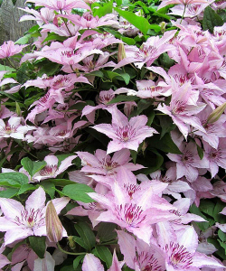 Клематис Hagley Hybrid