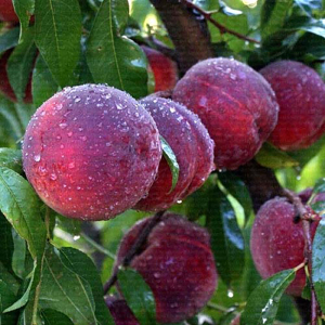 Персик Рич Леди