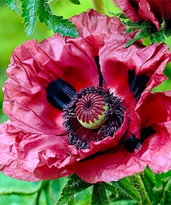 Мак многолетний Patty's Plum