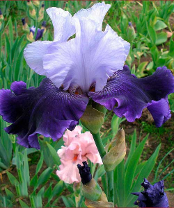 Ірис World Premier