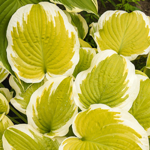 Хоста Spring Morning