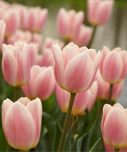 Тюльпан Априкот Делайт (Apricot Delight), 2 шт