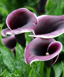 Калла Dubai Nights