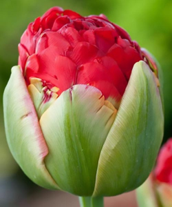 Тюльпан Pamplona, 2 шт