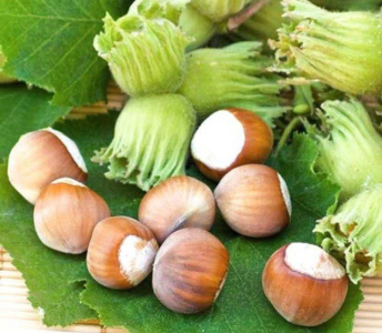 Фундук Шедевр (сіянець)