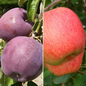 Яблоня дерево сад (Целеста + Уильямс прайд)