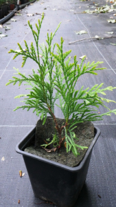 Туя західна Голден Глоб (Р9)