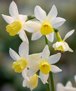 Нарцис Сейлбоут (Sailboat)