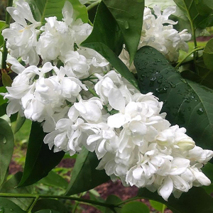 Сирень Принцесса Климентина