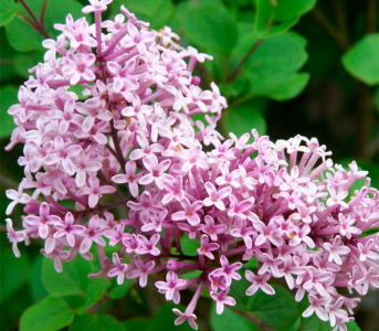 Бузок Мейера Палібін (С3)