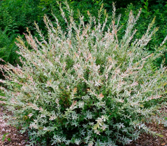 Верба Хакуро Нашикі (С3)