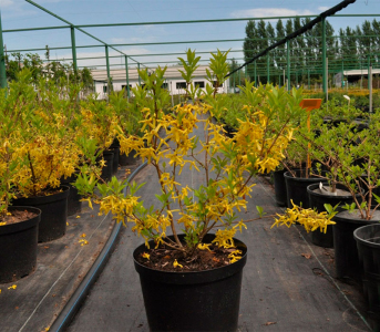 Форзиция средняя Голдзаубер (С3)