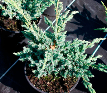 Можжевельник чешуйчатый Мейера (С3)