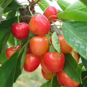 Черешня колоновидна Мертон Глорі