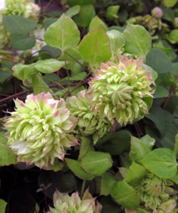 Клематис Sen-no-Kaze