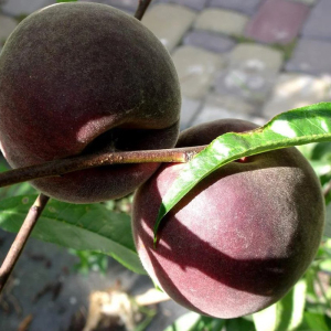 Персик красномясый Эритрокарпа