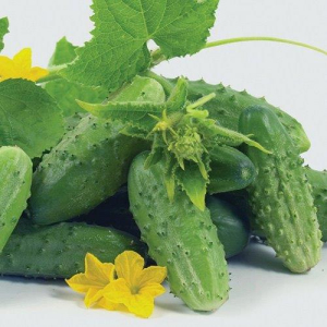 Огурец Наташа F1, 1000 шт, Seminis