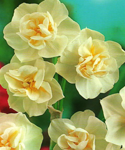 Нарцисс Cherfulness