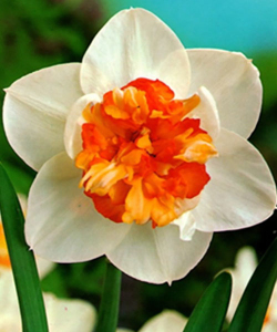 Нарцисс Flower Drift