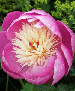 Півонія Bowl of Beauty