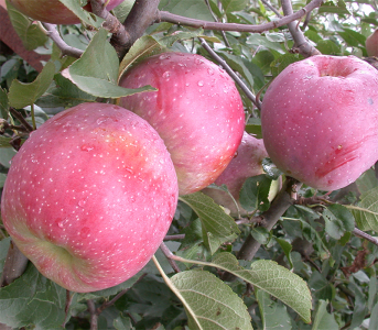 Яблуня Флоріна