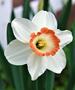 Нарцис Пінк Шарм (Pink Charm)