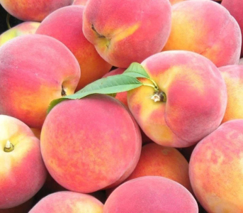 Персик Кардинал