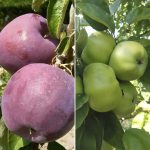 Яблоня дерево сад (Донешта + Уильямс прайд)