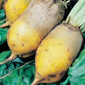 Свекла кормовая Эккендорфський жёлтый, 0,2 кг GSN