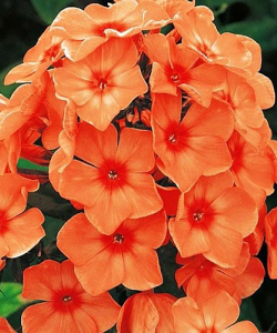 Флокс Orange Perfection