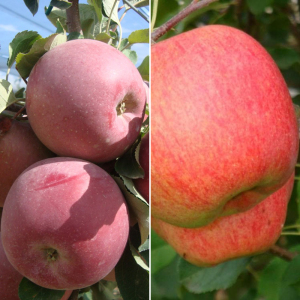 Яблоня дерево сад (Фуджи + Целеста)