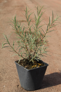 Верба Ангустіфолія (С3)