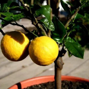 Лимон Майкопский