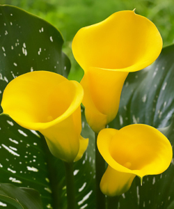 Калла Lemon Drop