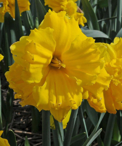 Нарцисс Gold Disc