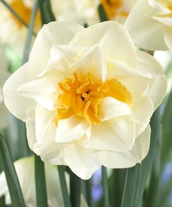 Нарцис Медісон (Madison)