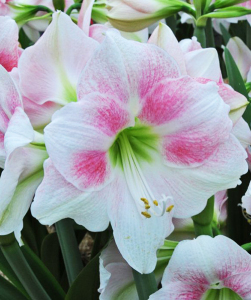 Гіппеаструм Rosy Star