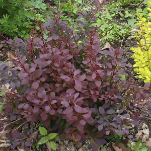 Барбарис декоративний червонолистий