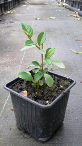 Кизильник горизонтальний (Р9)