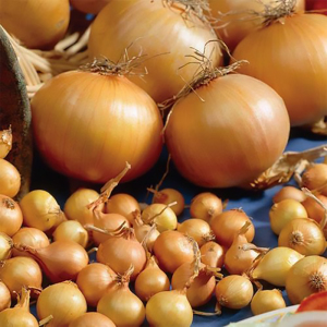 Цибуля - Сіянка (саджанка) Центуріон 10 кг (Broer)