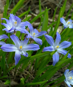 Хионодокса Forbesii, 5 шт